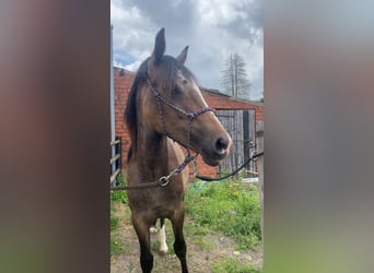 Cob Mix, Mare, 1 year, 16 hh, Can be white