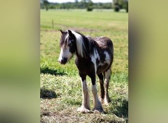Cob, Mare, 2 years, 12.1 hh, Pinto