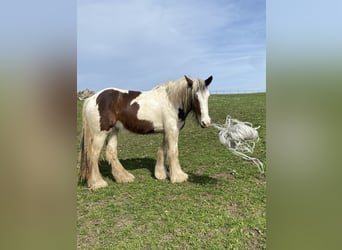 Cob, Mare, 2 years, 14 hh, Overo-all-colors