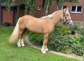 Cob, Mare, 3 years, 14.1 hh, Palomino