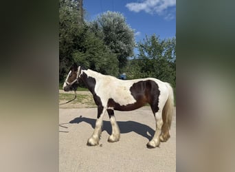 Cob, Mare, 4 years, 11.1 hh, Pinto