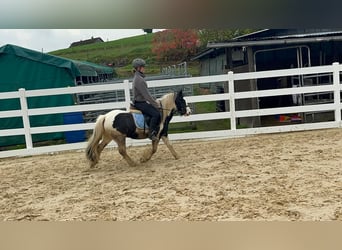 Cob, Mare, 4 years, 11.3 hh, Pinto