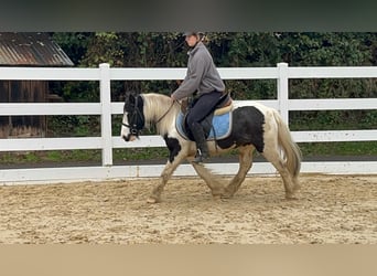 Cob, Mare, 4 years, 11.3 hh, Pinto