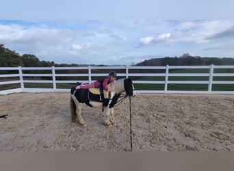 Cob, Mare, 4 years, 11.3 hh, Pinto