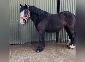 Cob, Mare, 4 years, 12,2 hh, Black