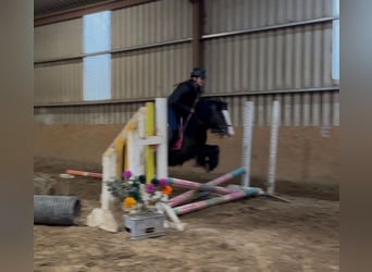 Cob, Mare, 4 years, 12,2 hh, Black