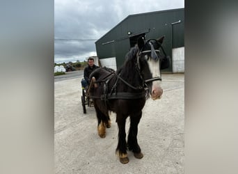 Cob, Mare, 4 years, 12,2 hh, Black