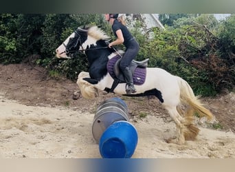 Cob, Mare, 4 years, 13.2 hh, Pinto
