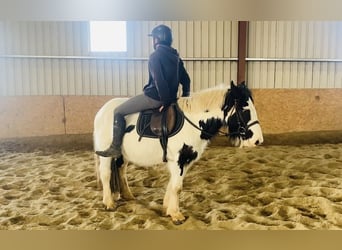 Cob, Mare, 4 years, 13.2 hh, Pinto