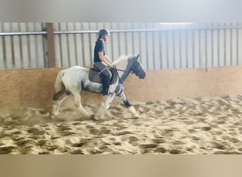 Cob, Mare, 4 years, 13.2 hh, Roan-Blue