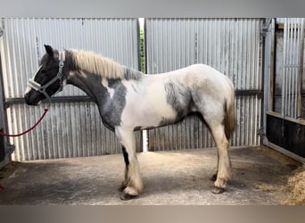 Cob, Mare, 4 years, 13.2 hh, Roan-Blue