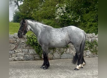 Cob, Mare, 4 years, 13.2 hh, Roan-Blue