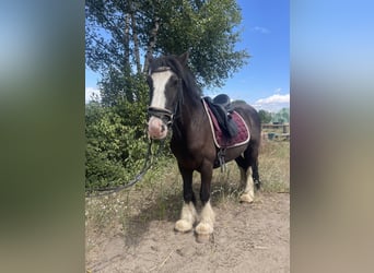 Cob, Mare, 4 years, 13,2 hh, Black