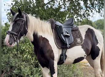 Cob Mix, Mare, 4 years, 14.1 hh, Tobiano-all-colors