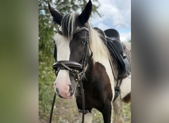 Cob Mix, Mare, 4 years, 14.1 hh, Tobiano-all-colors