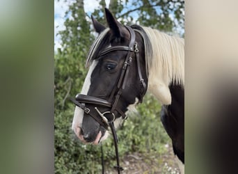 Cob Mix, Mare, 4 years, 14.1 hh, Tobiano-all-colors
