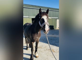 Cob, Mare, 4 years, 14,2 hh, Bay