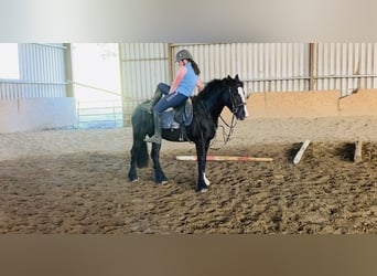 Cob, Mare, 4 years, 14,2 hh, Bay