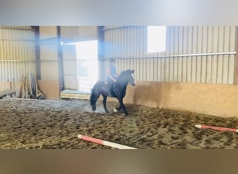 Cob, Mare, 4 years, 14,2 hh, Bay