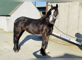 Cob, Mare, 4 years, 14,2 hh, Bay