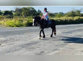 Cob, Mare, 4 years, 14,2 hh, Bay