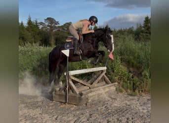 Cob, Mare, 4 years, 14.2 hh, Black