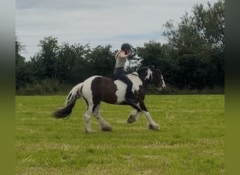 Cob, Mare, 4 years, 14.3 hh, Tobiano-all-colors
