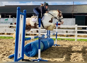 Cob, Mare, 4 years, 14,1 hh, Pinto