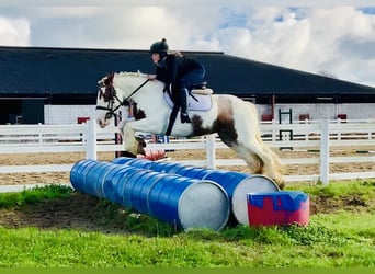 Cob, Mare, 4 years, 14,1 hh, Pinto