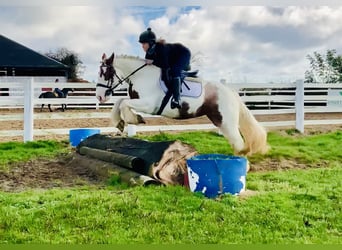 Cob, Mare, 4 years, 14,1 hh, Pinto