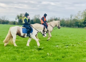 Cob, Mare, 4 years, 14,1 hh, Pinto