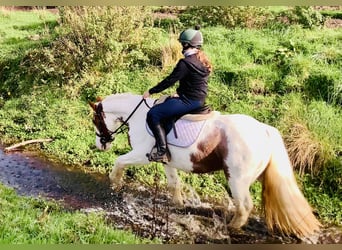 Cob, Mare, 4 years, 14,1 hh, Pinto