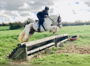 Cob, Mare, 4 years, 14,1 hh, Pinto