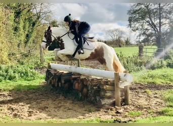 Cob, Mare, 4 years, 14,1 hh, Pinto