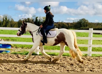 Cob, Mare, 4 years, 14,1 hh, Pinto