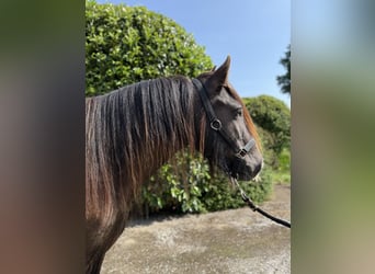 Cob, Mare, 4 years, 14,2 hh, Chestnut