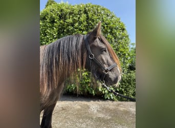 Cob, Mare, 4 years, 14,2 hh, Chestnut