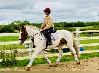 Cob, Mare, 4 years, 15.1 hh, Pinto