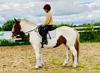 Cob, Mare, 4 years, 15.1 hh, Pinto