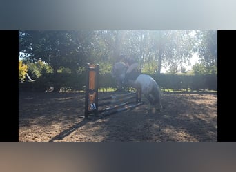 Cob, Stute, 4 Jahre, 15,2 hh