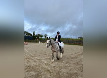 Cob, Mare, 4 years, 15,2 hh