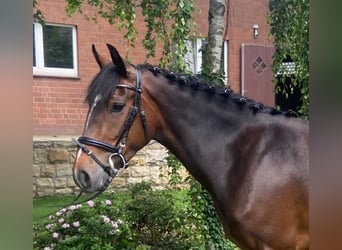 Cob, Mare, 4 years, 15 hh, Brown