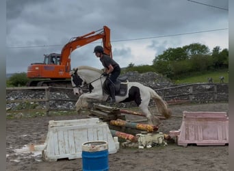 Cob, Mare, 4 years, 15 hh, Pinto