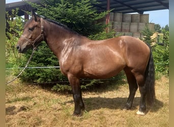 Cob, Stute, 4 Jahre, 16 hh, Brauner