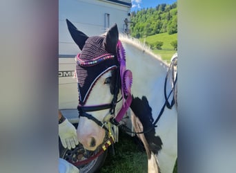 Cob, Mare, 5 years, 12.1 hh, Pinto