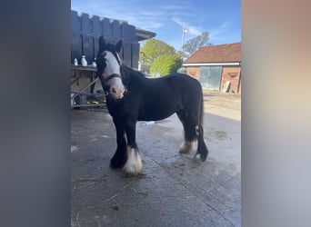 Cob, Mare, 5 years, 12 hh, Bay-Dark
