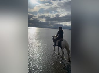 Cob, Mare, 5 years, 13.2 hh, Pinto