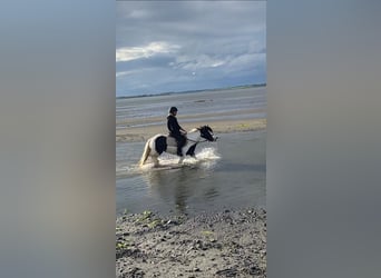 Cob, Mare, 5 years, 13.2 hh, Pinto