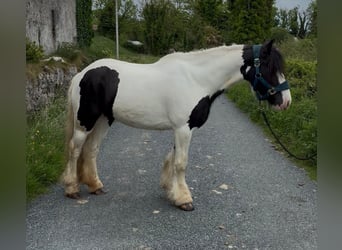 Cob, Mare, 5 years, 13.2 hh, Pinto