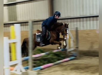 Cob, Mare, 5 years, 13,1 hh, Chestnut